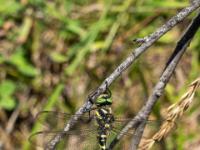 Gestreifte Quelljungfer Libelle Männchen